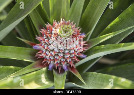 Eine Ananasplantage in Khao Takiap in der Nähe der Stadt Hua hin in der Provinz Prachuap Khiri Khan in Thailand, Thailand, Hua hin, November 2022 Stockfoto