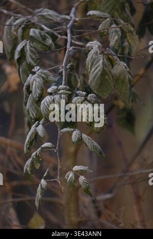 Eine Nahaufnahme der mattierten Blätter, die anmutig auf einem zarten Zweig ruhen und die Eleganz der Natur im Winter hervorheben Stockfoto