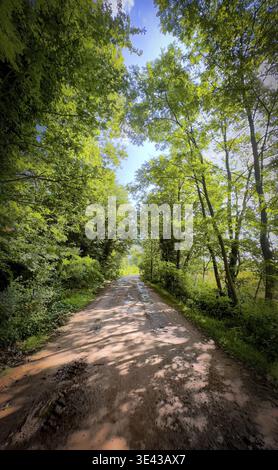 Eine ruhige, unbefestigte Straße, gesäumt von majestätischen und lebhaften Bäumen, lädt zu friedlichen Spaziergängen und endlosen Entdeckungen ein Stockfoto