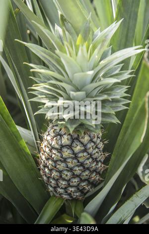 Eine Ananasplantage in Khao Takiap in der Nähe der Stadt Hua hin in der Provinz Prachuap Khiri Khan in Thailand, Thailand, Hua hin, November 2022 Stockfoto