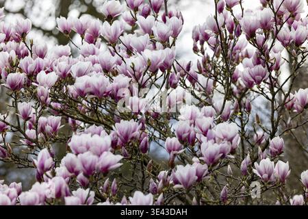 Eine atemberaubende Ausstellung blühender Magnolienblüten mit ihren leuchtenden rosa und weißen Blüten Stockfoto