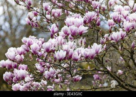 Ein atemberaubender Magnolienbaum mit leuchtenden rosa und weißen Blüten, die jetzt voll blühen Stockfoto