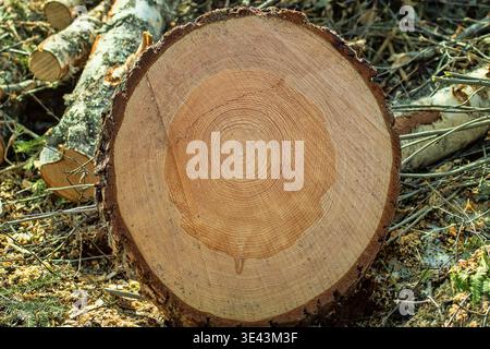 Schneiden Sie die Stämme einer gewöhnlichen Kiefer auf einer Holzfällerstelle ab, sägen Sie sie. Die Struktur des Holzes ist sichtbar (Splintholz, Kern usw.) Stockfoto