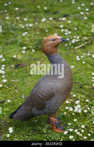 Weibliche Ruddy-Köpfchengans, die in einem Feld der Weißen Daisies steht Stockfoto