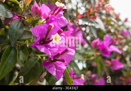 Makroaufnahme von leuchtenden violetten Bougainvillea-Brammen und kleinen weißen Blumen, die auf einem Busch im Sonnenlicht wachsen Stockfoto