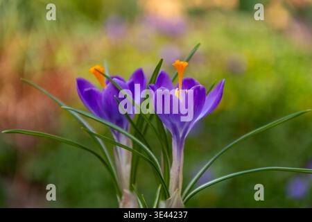 Nahaufnahme von Krokussen zwischen verschwommenen blühenden Pflanzen im Garten. Stockfoto