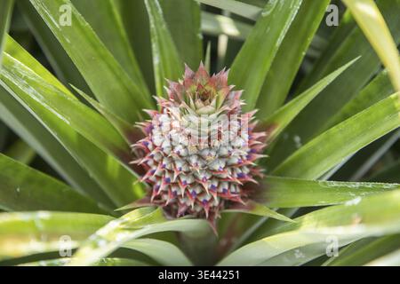Eine Ananasplantage in Khao Takiap in der Nähe der Stadt Hua hin in der Provinz Prachuap Khiri Khan in Thailand, Thailand, Hua hin, November 2022 Stockfoto