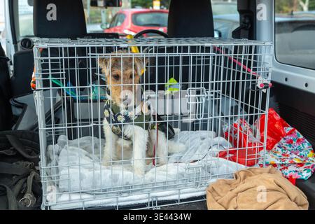 Ein weibliches Drahtfuchs-Terrier-Hündchen sitzt in einem Auto und ist bereit für eine Autofahrt. Stockfoto