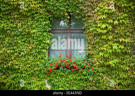Fenster mit grünen Efeublättern und roten Blumen an der Fassade des Wohngebäudes Stockfoto