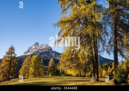 Atemberaubender Herbstblick auf die Dolomiten mit majestätischen gelben Lärchen im Vordergrund. Leicht schneebedeckte felsige Gipfel stehen im Kontrast zum klaren Blau Stockfoto