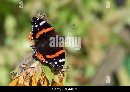 Roter Admiral-Schmetterling, der auf einem blassenden Blumenkopf im Sonnenlicht thront. Tierwelt, Bestäubung und saisonales Gartenleben Stockfoto
