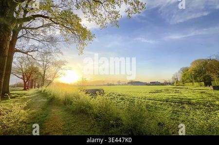 Ein atemberaubender Sonnenaufgang wirft ein warmes und goldenes Licht über ein pulsierendes grünes Feld, das wunderschön von hohen Bäumen eingerahmt ist Stockfoto