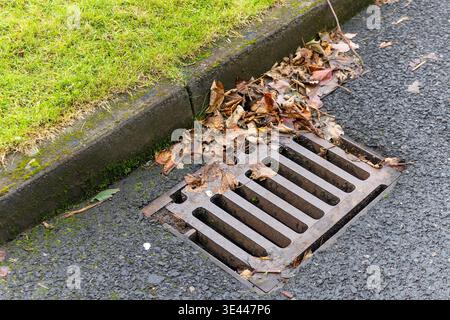 Der Straßenablauf ist teilweise verstopft, und die Blätter sind neben der Bordsteinkante auf nassem Asphalt gefallen. Entwässerungs-, Instandhaltungs- und städtisches Infrastrukturkonzept Stockfoto
