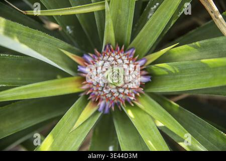 Eine Ananasplantage in Khao Takiap in der Nähe der Stadt Hua hin in der Provinz Prachuap Khiri Khan in Thailand, Thailand, Hua hin, November 2022 Stockfoto