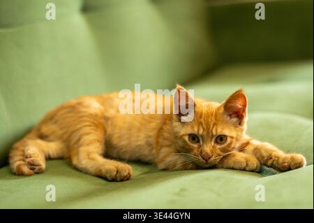 Süßes Ingwerkätzchen, das auf einem grünen Sofa liegt und in die Kamera blickt Stockfoto