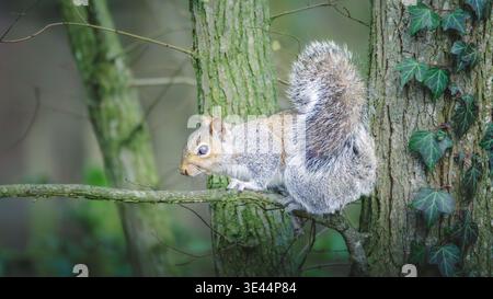 Graue Eichhörnchen, Sciurus carolinensis, thront im Coombe Abbey Country Park, Februar 2026 Stockfoto