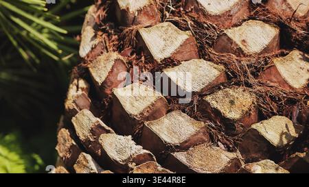 Nahaufnahme von Palmenstamm, der in Vietnam wächst Stockfoto
