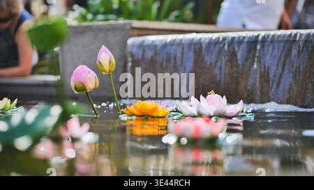 Bunte Lotusblüten, die auf Teichwasser in Vietnam schwimmen Stockfoto
