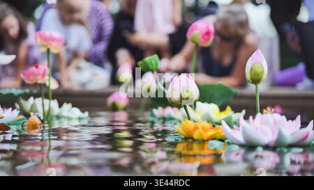 Bunte Lotusblüten, die in Vietnam auf dem Wasser schwimmen Stockfoto