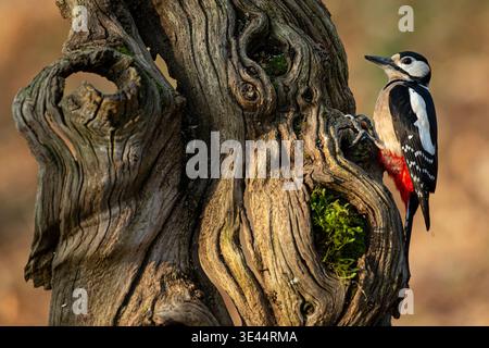 Großspecht (Dendrocopos Major), der auf einem alten, strukturierten Baumstamm in einem natürlichen Waldhabitat thront. Der Vogel ruht und beobachtet seine Stockfoto