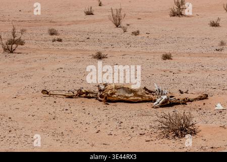 Kamelkadaver in der Wüste Wadi Rum, Jordanien Stockfoto