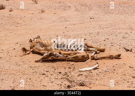 Kamelkadaver in der Wüste Wadi Rum, Jordanien Stockfoto
