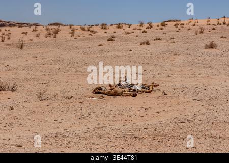 Kamelkadaver in der Wüste Wadi Rum, Jordanien Stockfoto