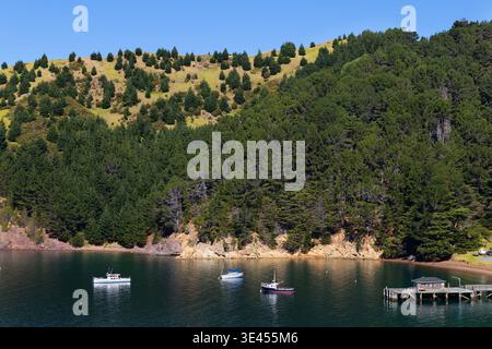 Boote liegen in einer geschützten Bucht am French Pass, Marlborough, Südinsel, Neuseeland Stockfoto