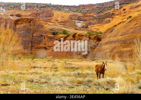Pferde, die auf dem Canyon de Chelly Trail mit Sandsteinfelsen und einer Landschaft im Tal weiden Stockfoto