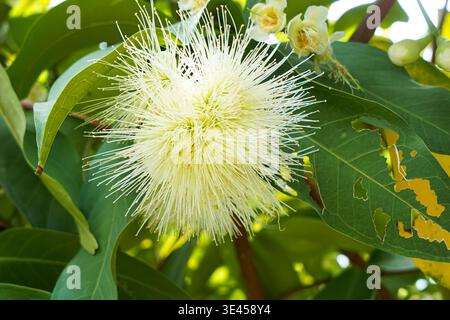Wässriger Rosenapfel (Syzygium aqueum), auf Malaiisch als Jambu Air bekannt, mit langen Staubblättern und üppigen grünen Blättern im tropischen Sonnenlicht. Stockfoto