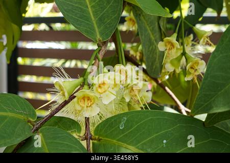 Wässriger Rosenapfel (Syzygium aqueum), auf Malaiisch als Jambu Air bekannt, mit langen Staubblättern und üppigen grünen Blättern im tropischen Sonnenlicht. Stockfoto