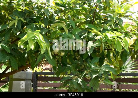 Wässriger Rosenapfel (Syzygium aqueum), auf Malaiisch als Jambu Air bekannt, mit langen Staubblättern und üppigen grünen Blättern im tropischen Sonnenlicht. Stockfoto