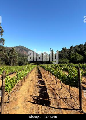 Weinberge mit Bergkulisse im Constantia Valley in Kapstadt Stockfoto