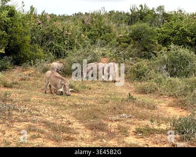Vier Warzenschweine weiden im Addo Elephant National Park Stockfoto