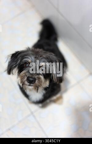 Schwarz-weißer Terrierhund, der auf Fliesenboden sitzt und in der Inneneinrichtung auf die Kamera blickt Stockfoto