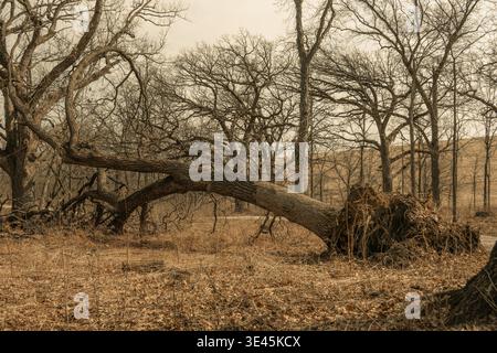 Eine entwurzelte Eiche liegt auf dem Waldboden, deren Wurzelkugel zwischen ruhenden Bäumen in einem Waldschutzgebiet von Naperville Illinois freigelegt wird Stockfoto