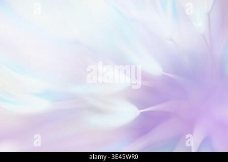 Weicher abstrakter Hintergrund, abstrakter Löwenzahn Stockfoto