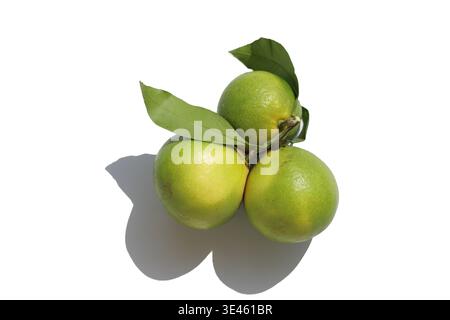 Grüne Mandarinen auf weißem Hintergrund Stockfoto