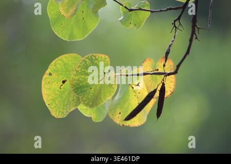 Blätter des judas-Baumes (Cercis siliquastrum) mit einer schönen Hintergrundbeleuchtung Stockfoto