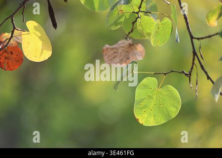 Blätter des judas-Baumes (Cercis siliquastrum) mit einer schönen Hintergrundbeleuchtung Stockfoto