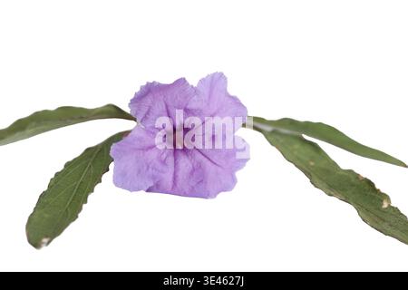 mexikanische Petunienblüte isoliert auf weiß Stockfoto