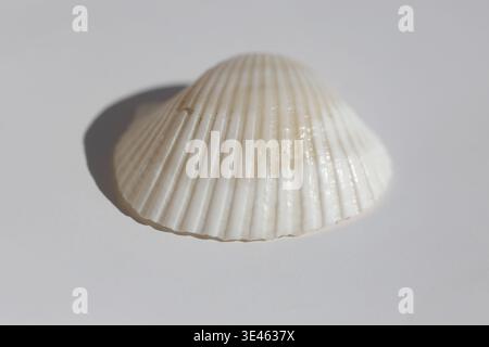Nahaufnahme der sea shell isoliert auf weißem Stockfoto