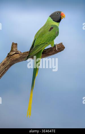 Schieferkopfsittich, Psittacula himalayana Stockfoto