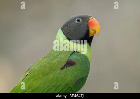 Schieferkopfsittich, Psittacula himalayana Stockfoto