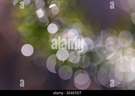 Abstrakte Bokeh-Kreise in Pastellfarben erzeugen einen weichen, leuchtenden Hintergrund mit zarten Lichtreflexen und traumhafter Unschärfe. Stockfoto