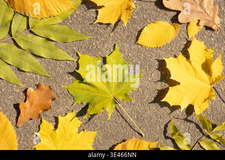 Verschiedene Herbstblätter in Gelb- und Grüntönen auf einer strukturierten Grundfläche angeordnet. Stockfoto