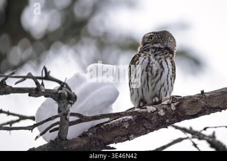 Eurasische Zwergeule (Glaucidium passerinum) thront auf einem Ast mit einem Schneeball daneben, italienische Alpen Stockfoto