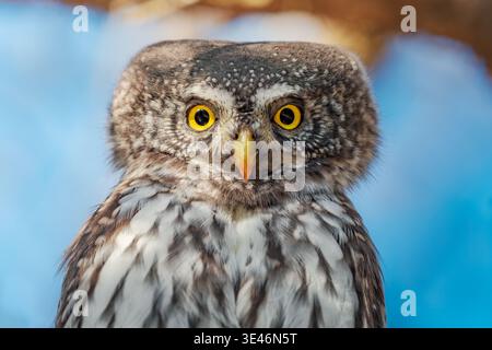 Porträt der eurasischen Zwergeule (Glaucidium passerinum), italienische Alpen Stockfoto