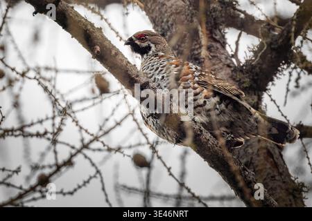 Ausgewachsene männliche Hazelhühner (Tetrastes bonasia / Bonasa bonasia) auf einem Lärchenzweig, italienische Alpen Stockfoto