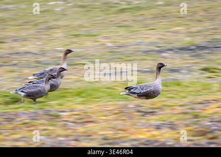 Pinkfüßige Gänse (Anser brachyrhynchus) laufen auf der Tundra, Longyearbyen, Svalbard-Archipel Stockfoto
